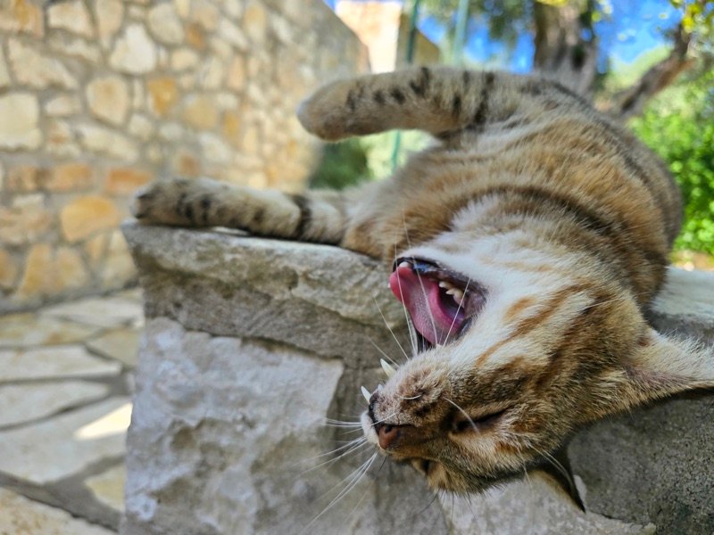Paxos